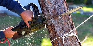 Best Leaf Removal  in Verona, VA