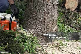 Reliable Verona, VA Tree Services Solutions