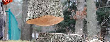 Best Tree Maintenance Programs  in Verona, VA