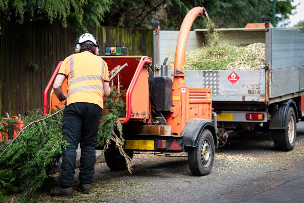 Best Tree Preservation Services  in Verona, VA