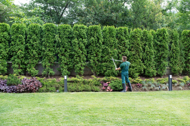  Verona, VA Tree Services Pros