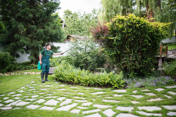 Best Lawn Renovation and Restoration  in Verona, VA