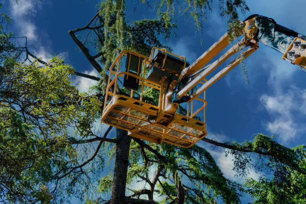 Best Hazardous Tree Removal  in Verona, VA