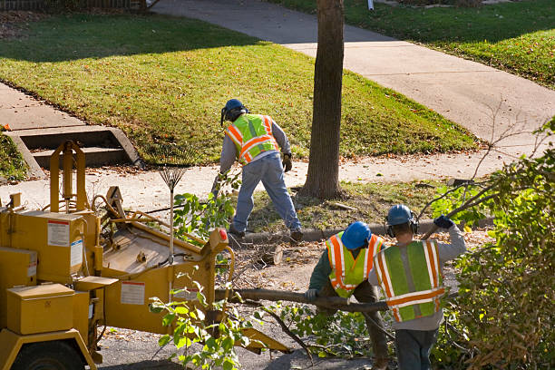 Best Pest Control for Lawns  in Verona, VA