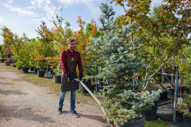 Best Tree Health Inspection  in Verona, VA