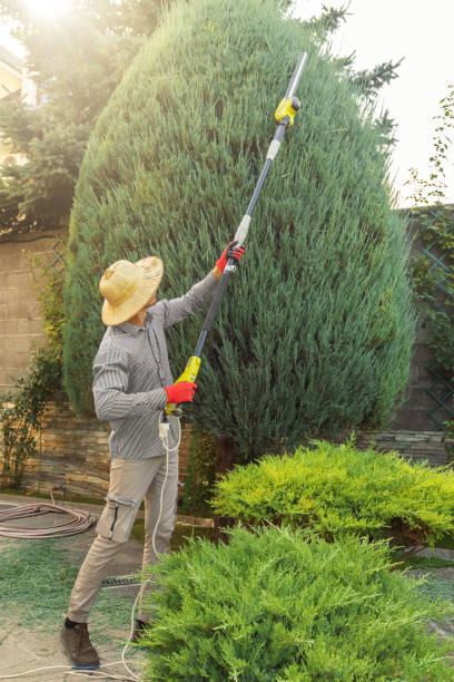 Best Fruit Tree Pruning  in Verona, VA
