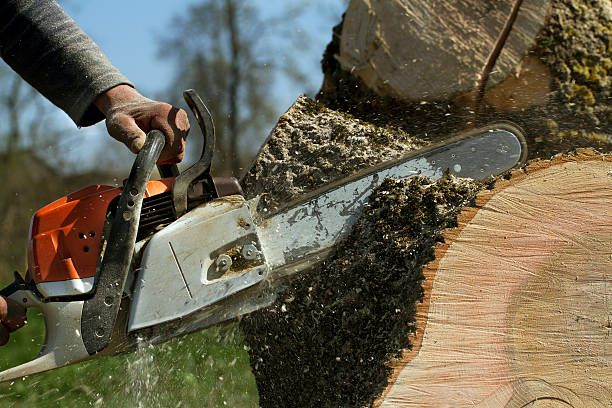 Best Root Management and Removal  in Verona, VA
