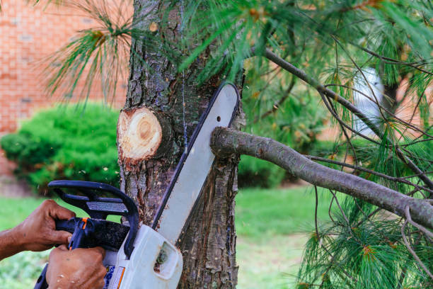 Best Tree Trimming and Pruning  in Verona, VA